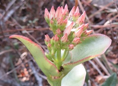 Crassula sarmentosa