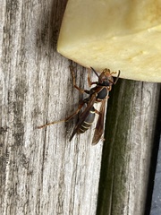 Polistes fuscatus