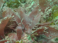 Calliblepharis ciliata