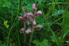 Orobanche caryophyllacea