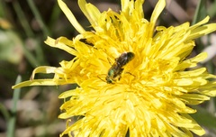 Hoplitis fulgida