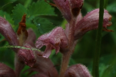 Orobanche caryophyllacea