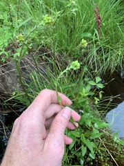 Packera schweinitziana