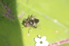 Eristalinus sepulchralis