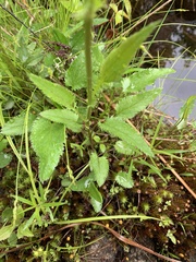 Packera schweinitziana