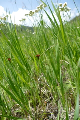 Juncus confusus