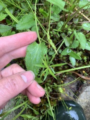 Packera schweinitziana