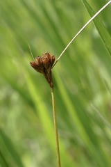 Juncus confusus