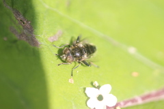 Eristalinus sepulchralis