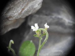Malcolmia chia