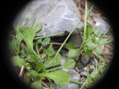 Malcolmia chia