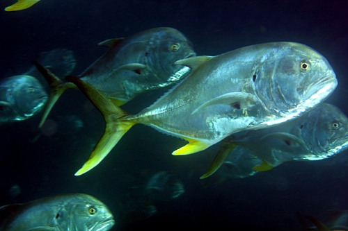 Atlantic Crevalle Jack