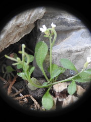 Malcolmia chia