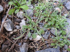 Malcolmia chia