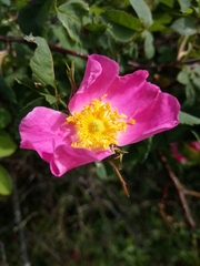 Rosa subcanina
