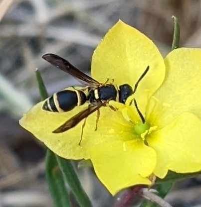 Leptochilus acolhuus