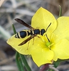 Leptochilus acolhuus