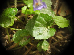 Viola alba cretica