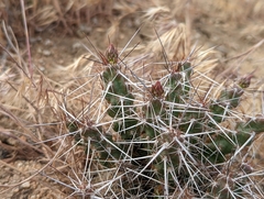 Micropuntia pulchella