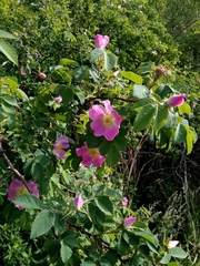 Rosa subcanina