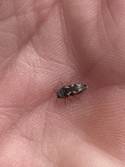 Acmaeodera neglecta neoneglecta