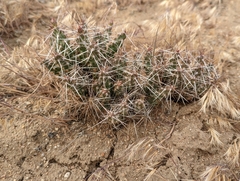 Micropuntia pulchella
