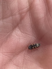 Acmaeodera neglecta neoneglecta