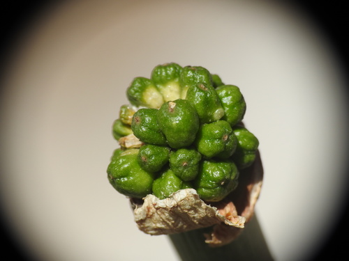 Cretan arum (Arum creticum)