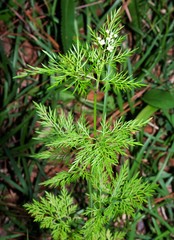 Trepocarpus aethusae
