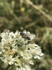 Demoticus plebejus