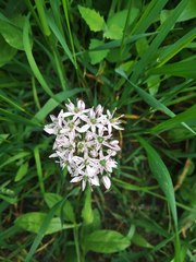 Allium decipiens