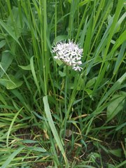 Allium decipiens