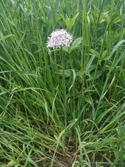 Allium decipiens