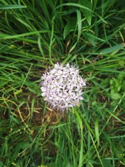 Allium decipiens
