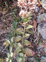 Crassula sarmentosa