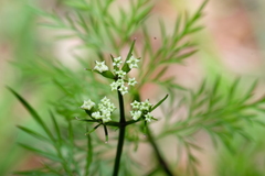 Trepocarpus aethusae