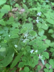 Thalictrum clavatum