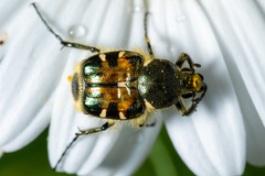 Trichiotinus viridans