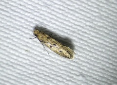 Niditinea orleansella