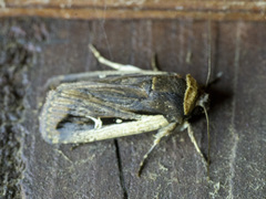 Proteuxoa tortisigna