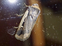 Proteuxoa tortisigna