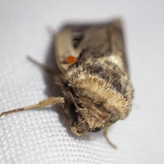 Proteuxoa tortisigna