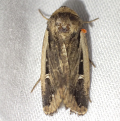 Proteuxoa tortisigna