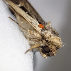 Proteuxoa tortisigna