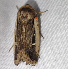Proteuxoa tortisigna