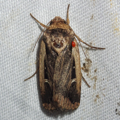 Proteuxoa tortisigna