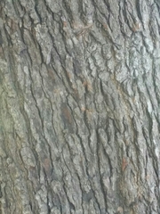 Platanaceae