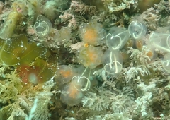 Aplidium punctum