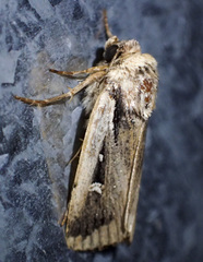 Proteuxoa tortisigna