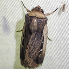 Proteuxoa tortisigna